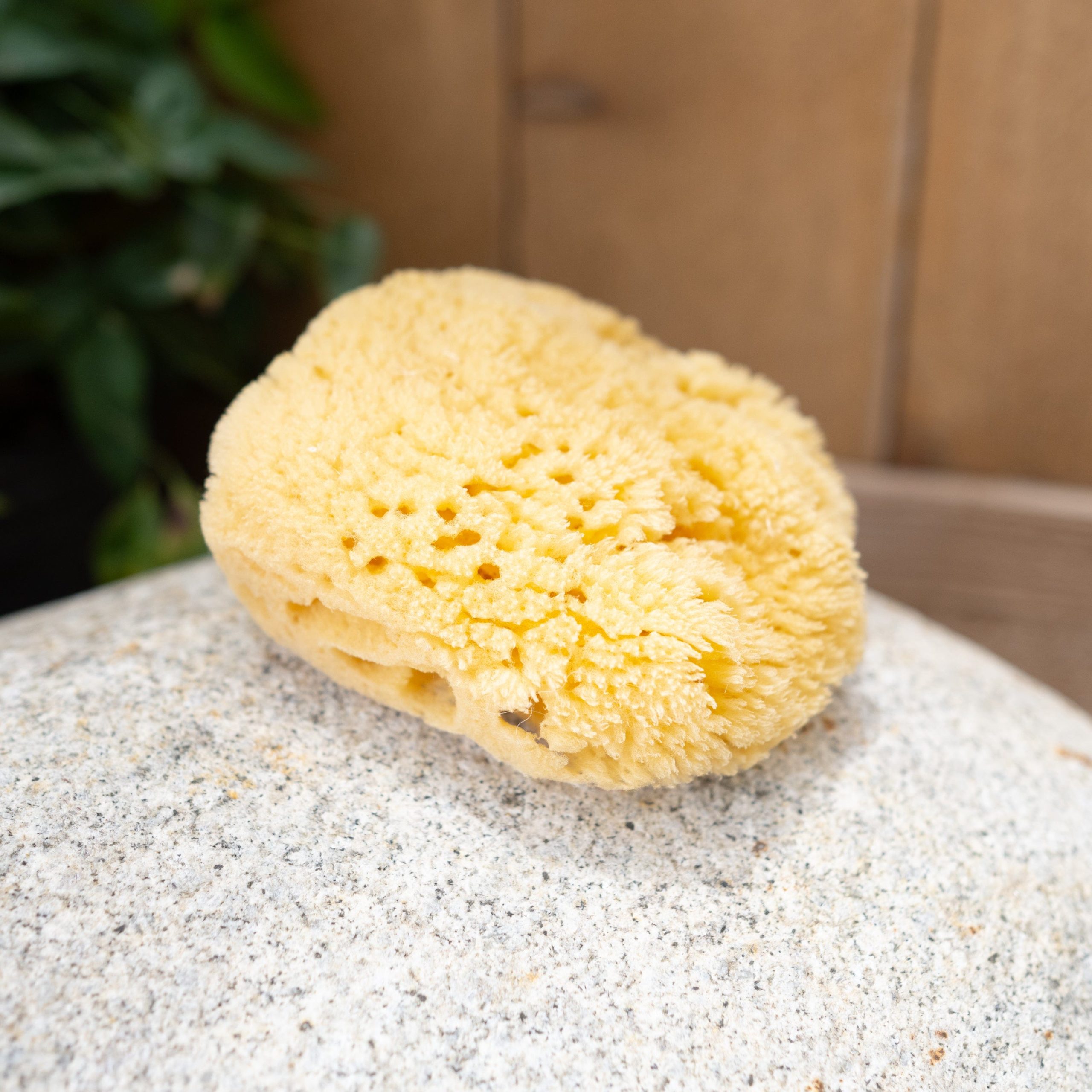 Sea Sponge - Image 4