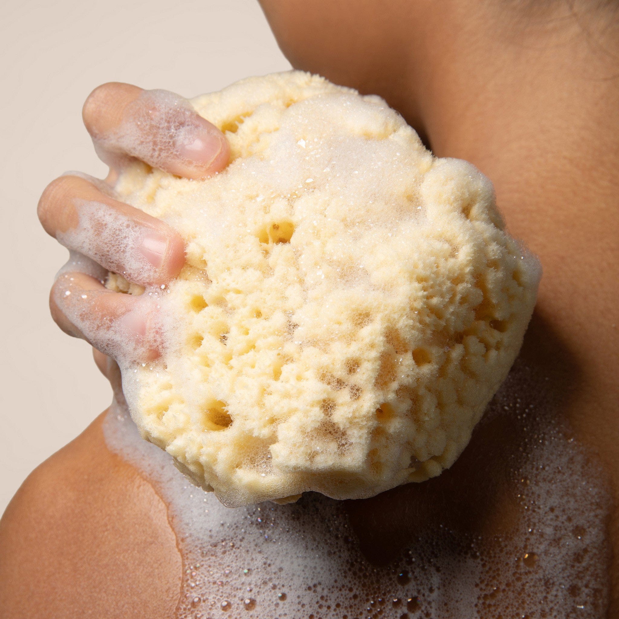 Sea Sponge - Image 2
